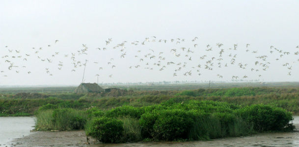 Ecologic shrimp_pond_and_migratory_birds